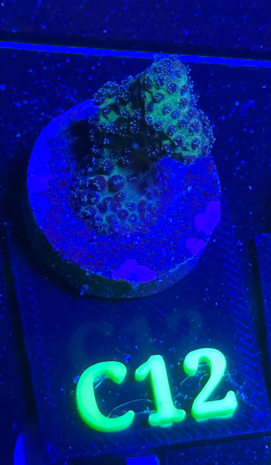 C12