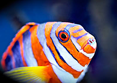 Tuskfish, Harlequin
