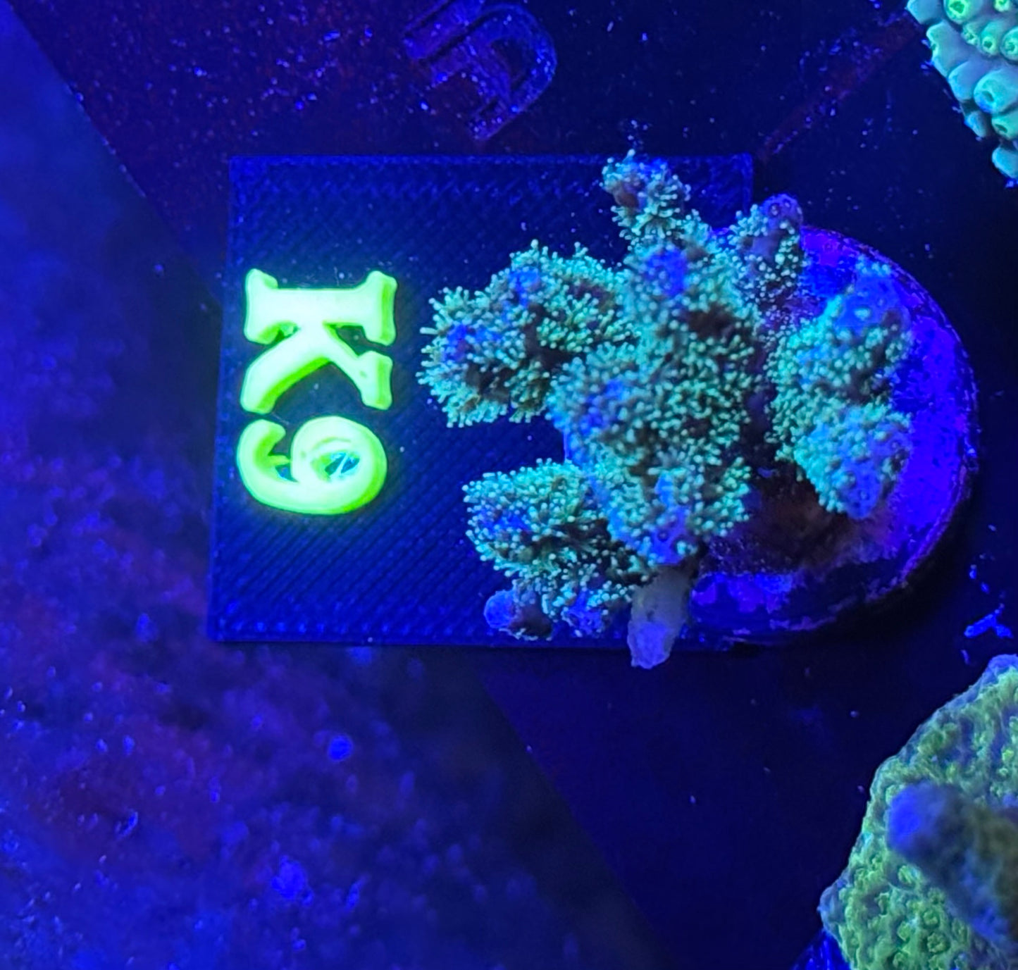 K09