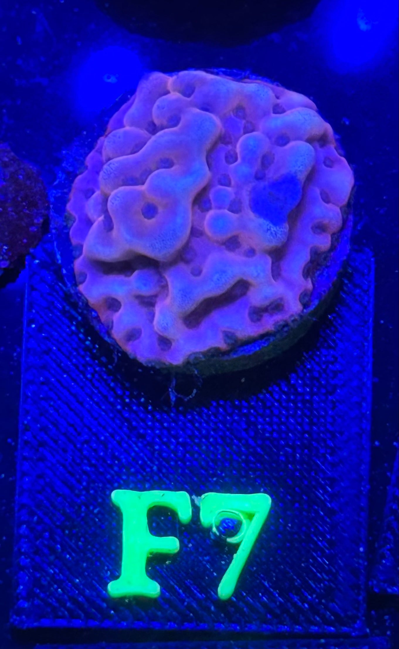 F07