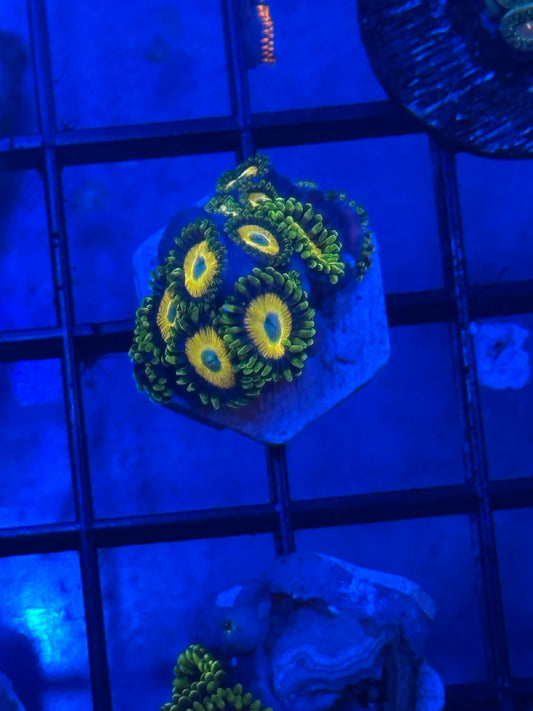 Scrambled Eggs Zoanthid