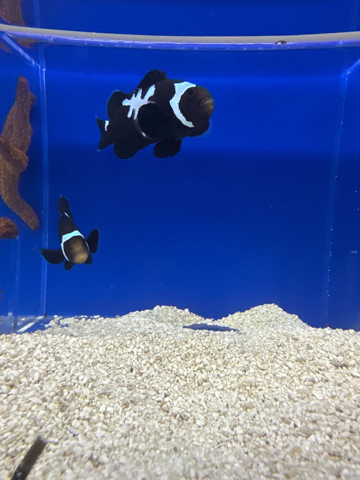 Clownfish, Black Snowflake