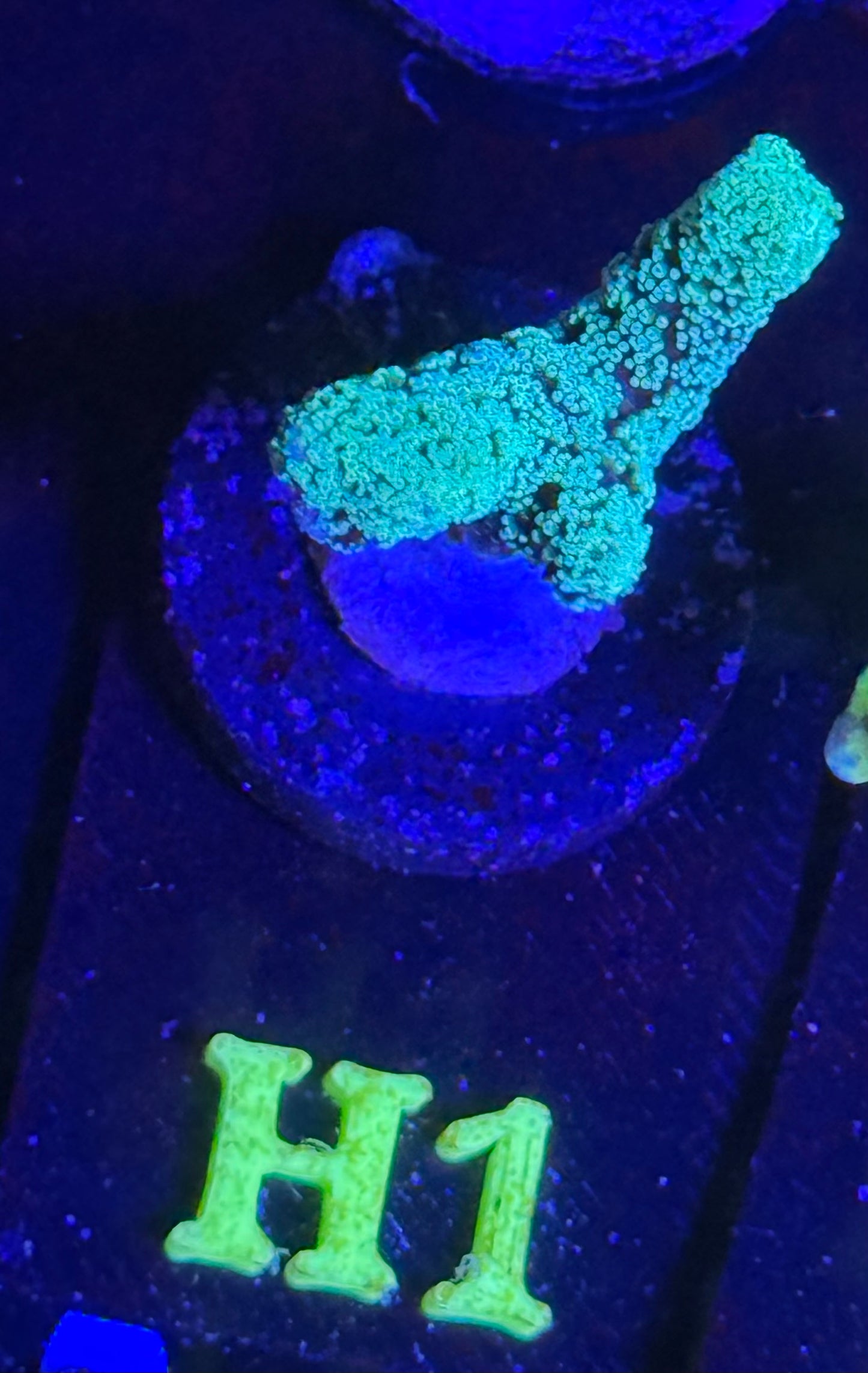 H01