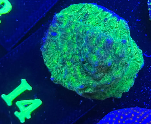 I04 - Kiwi Fusion Leptoseris