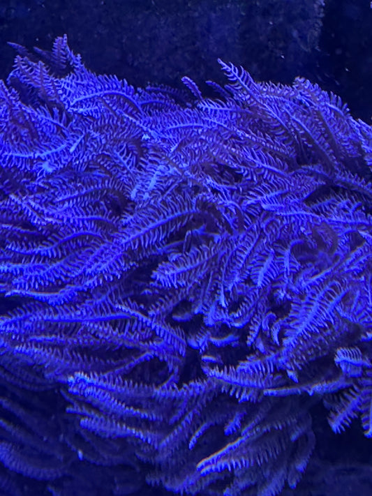 Pulsing Xenia