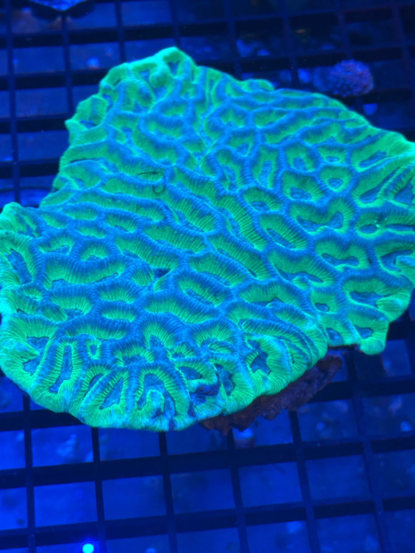 Platygyra Brain Coral