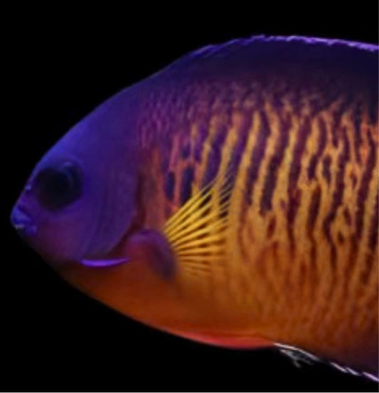 Angelfish, Coral Beauty