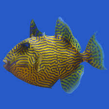Triggerfish, Blueline – Coral Freaks LLC