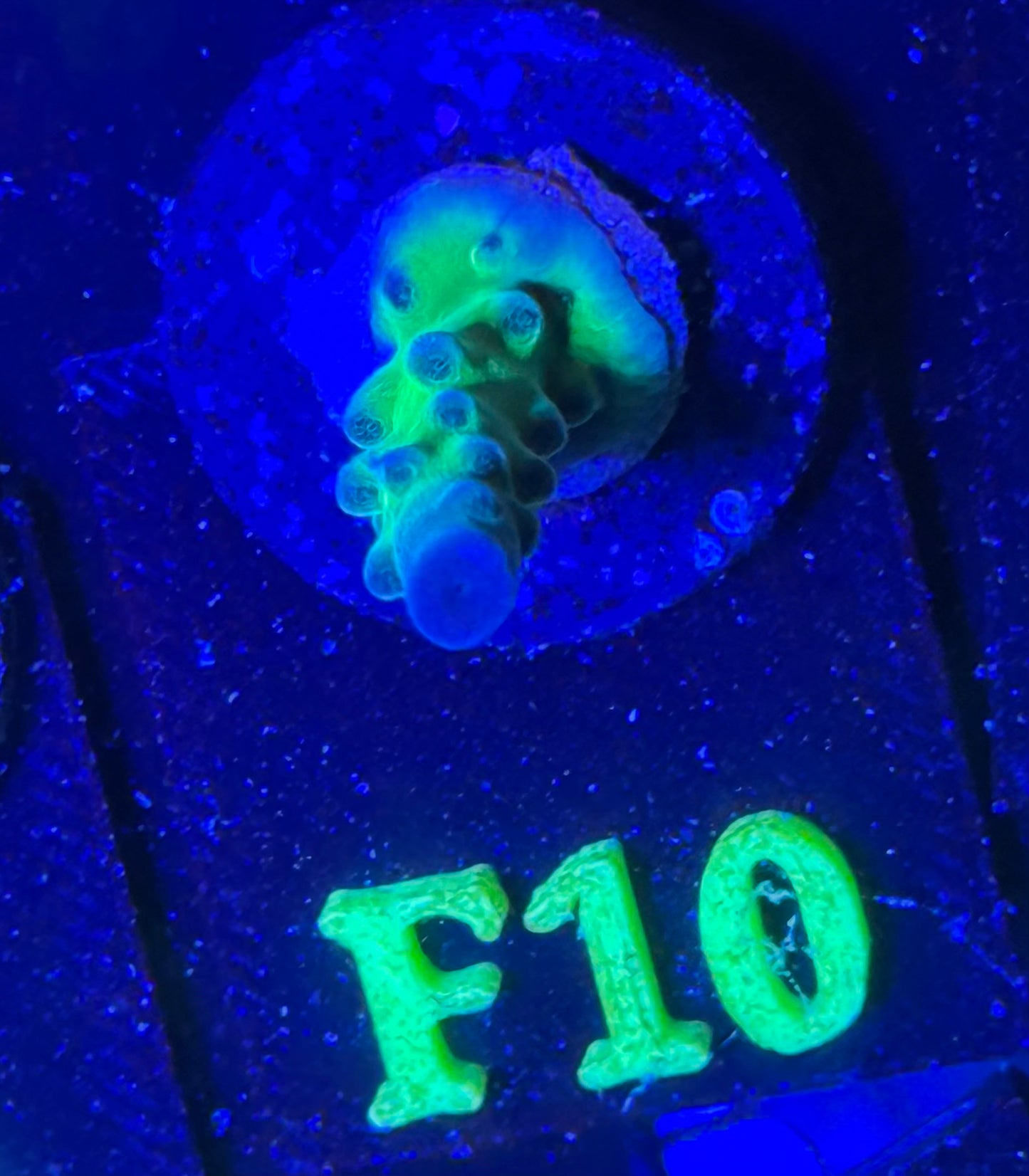F10