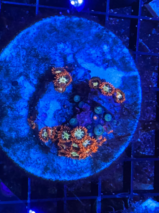 Flaming Fireballs Zoanthids