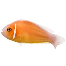 Clownfish, Orange Shunk