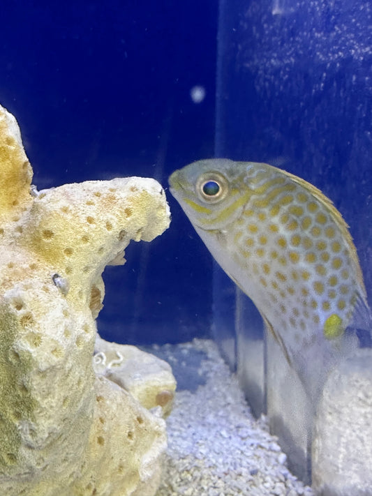 Rabbitfish, Orange Spot