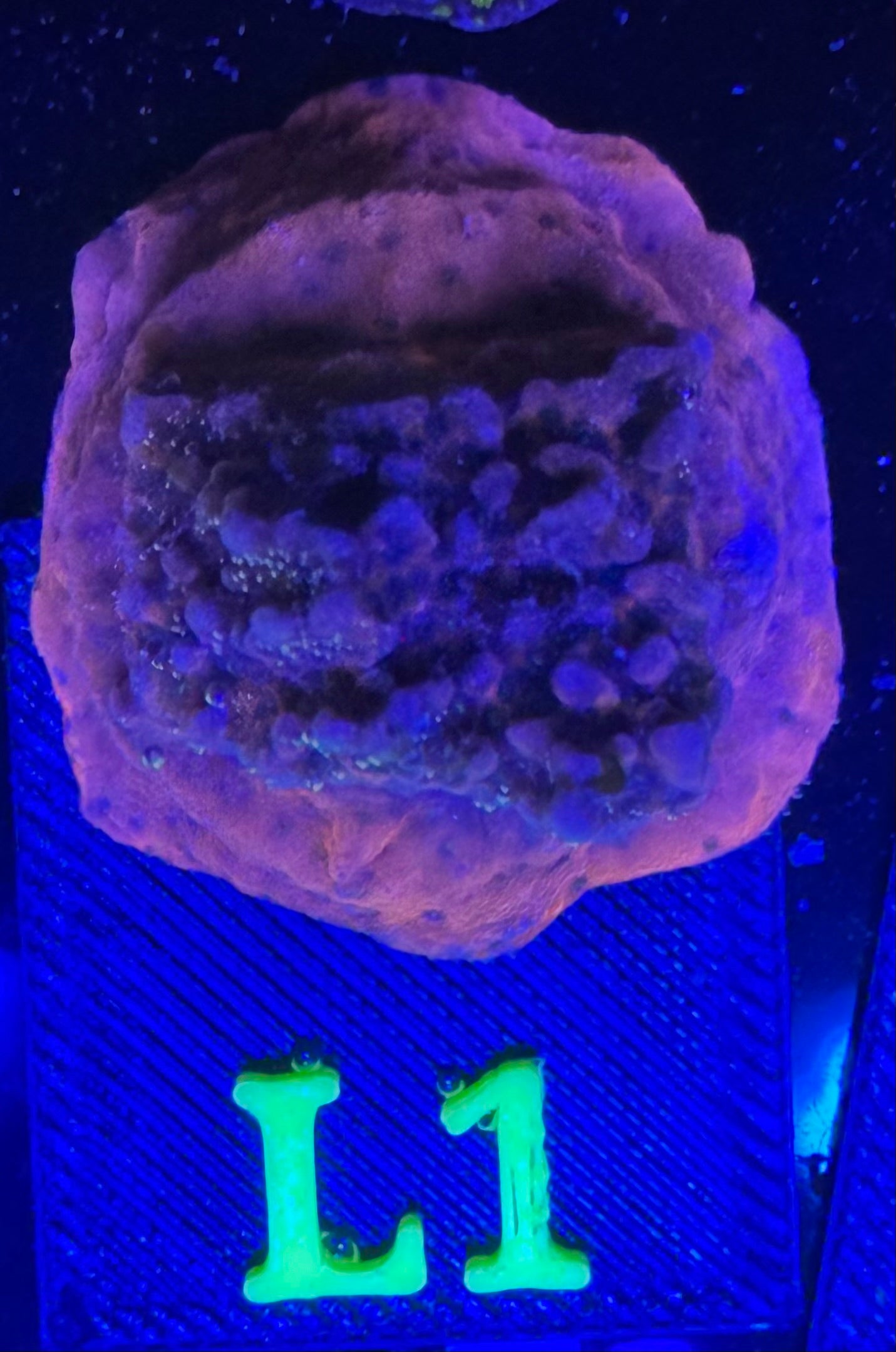 L01