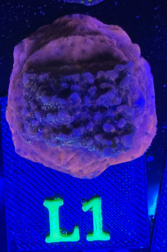 L01