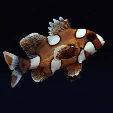 Sweetlips, Harlequin