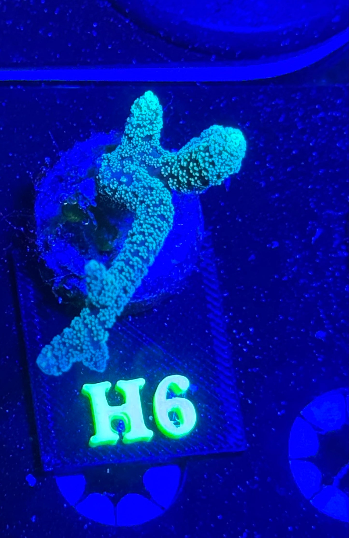 H06