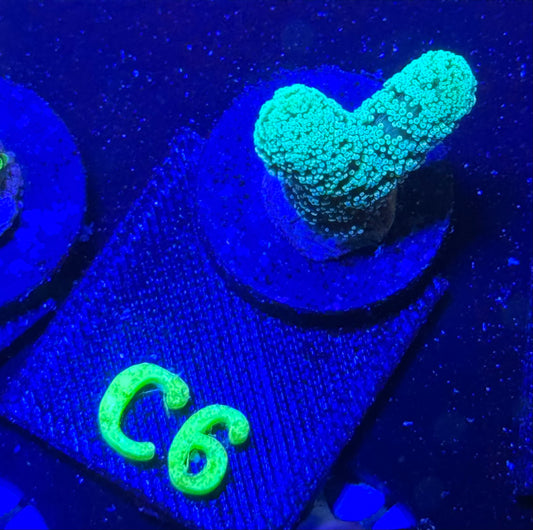 C06