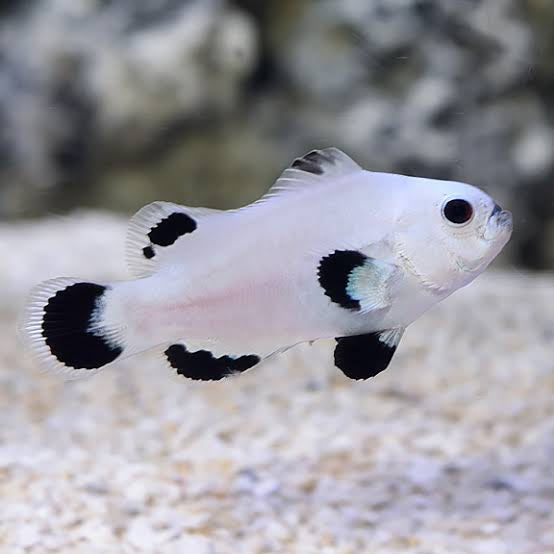 Clownfish, Snowstorm
