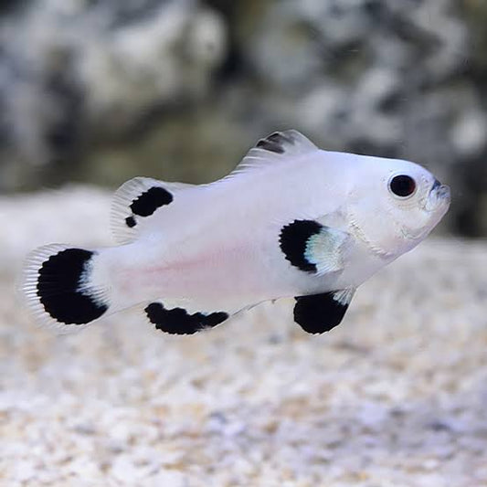 Clownfish, Snowstorm
