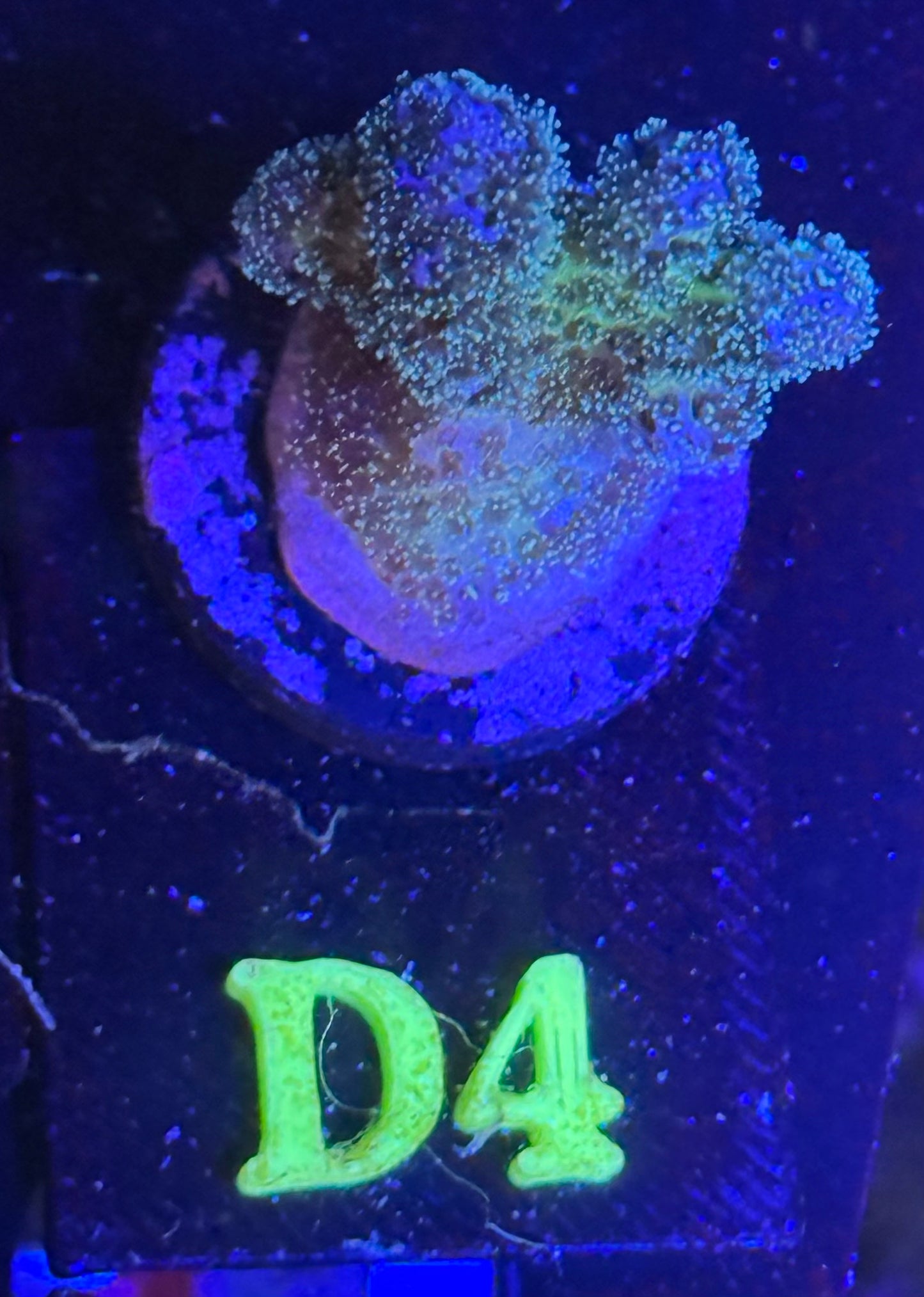 D04 - Rainbow Stylopora