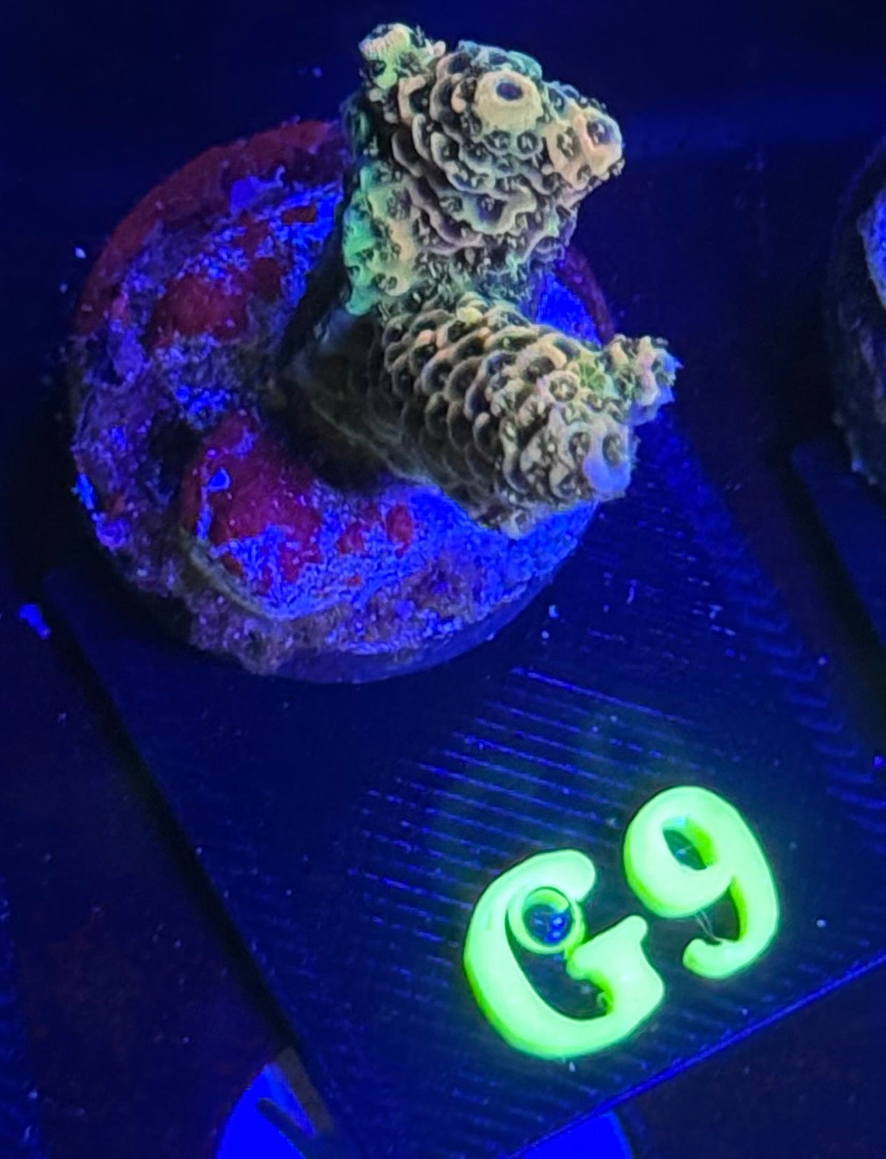 G09