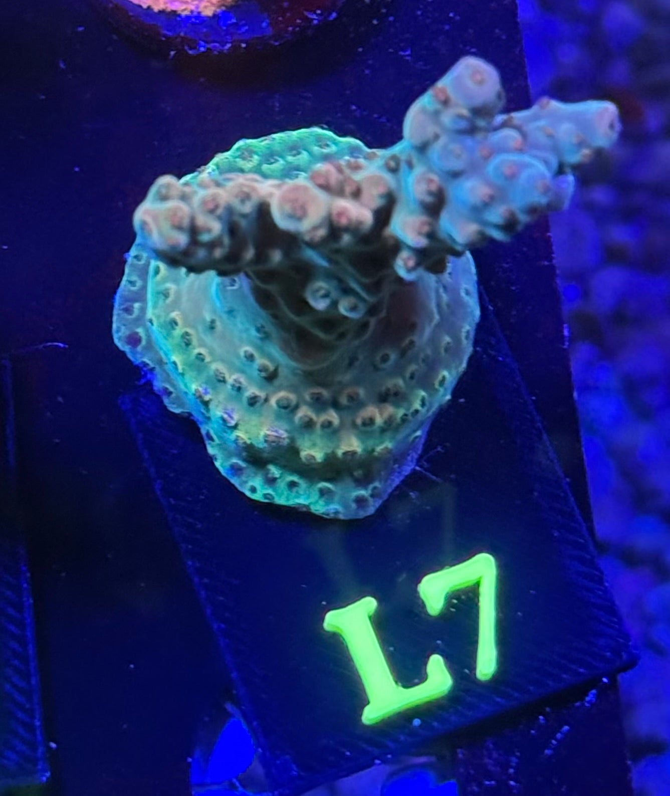 L07