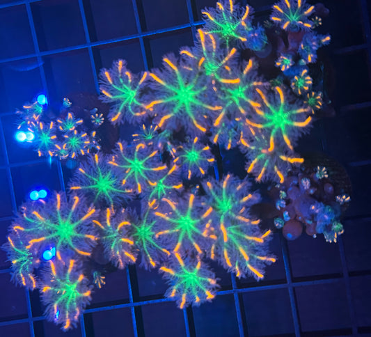 Firework Clove Polyp