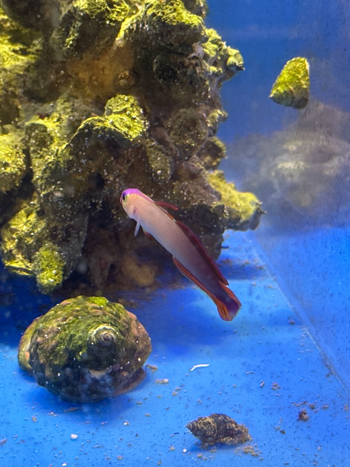 Goby, Exquisite Purple Firefish – Coral Freaks LLC