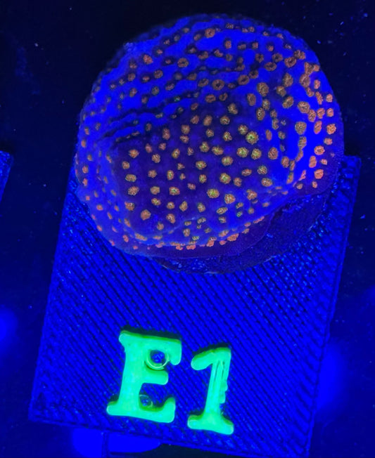 E01 - Rainbow Montipora