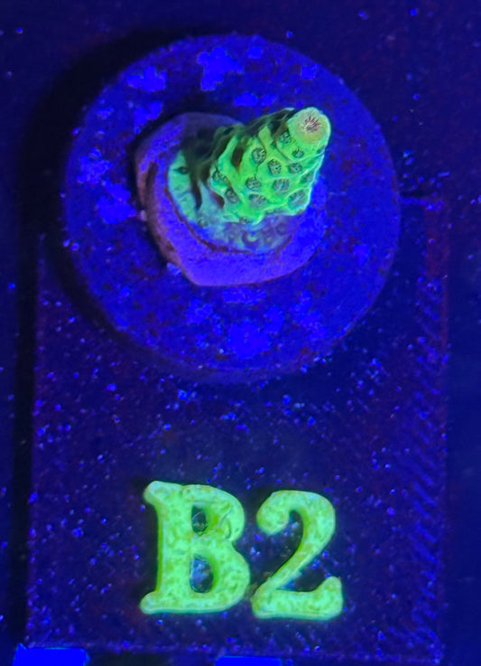B02 - Vivid Limelight Acropora