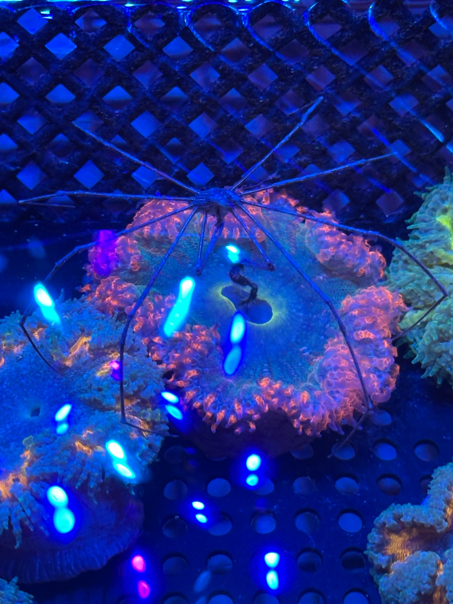 Ultra Rockflower anemone