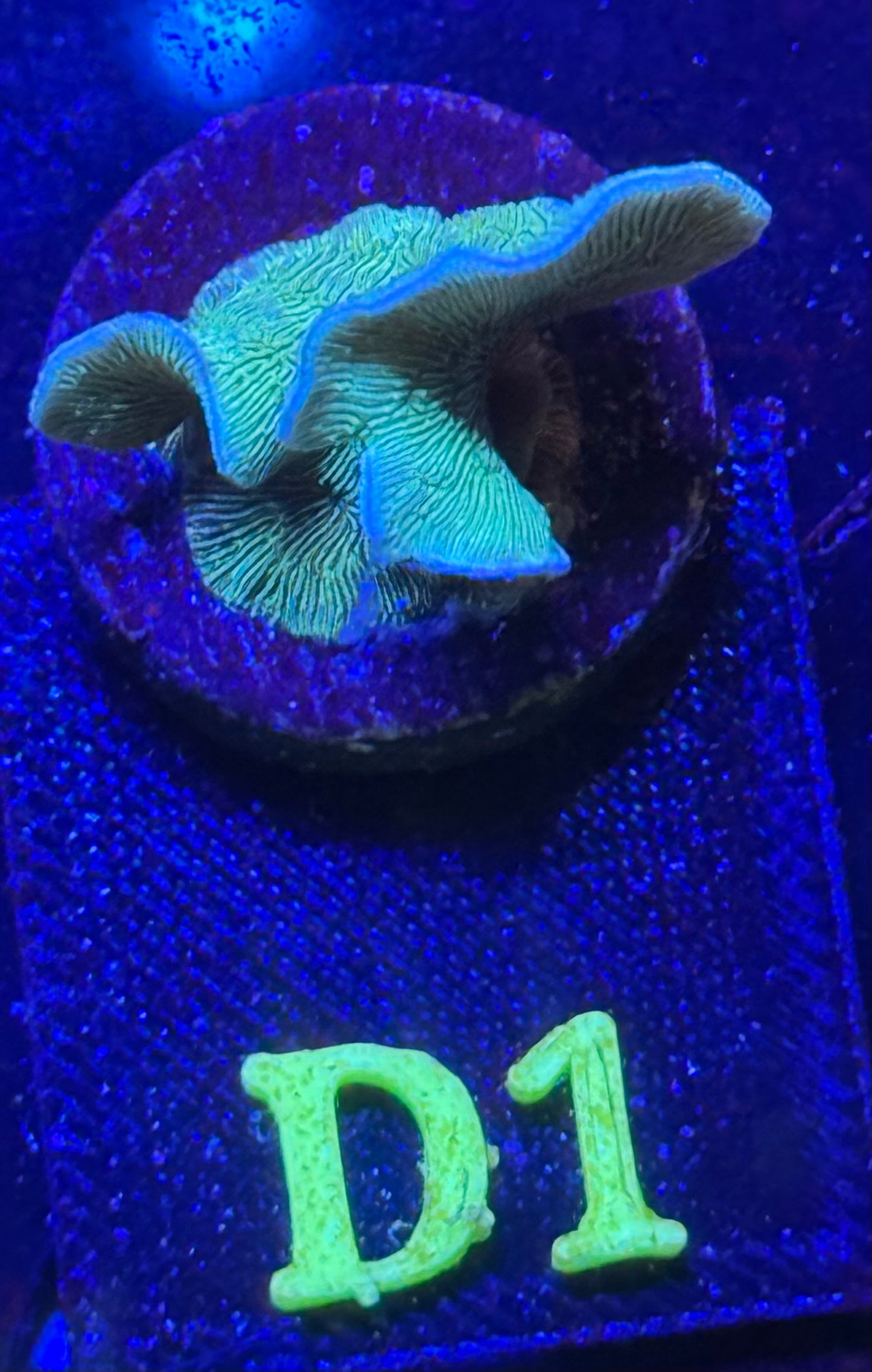D01