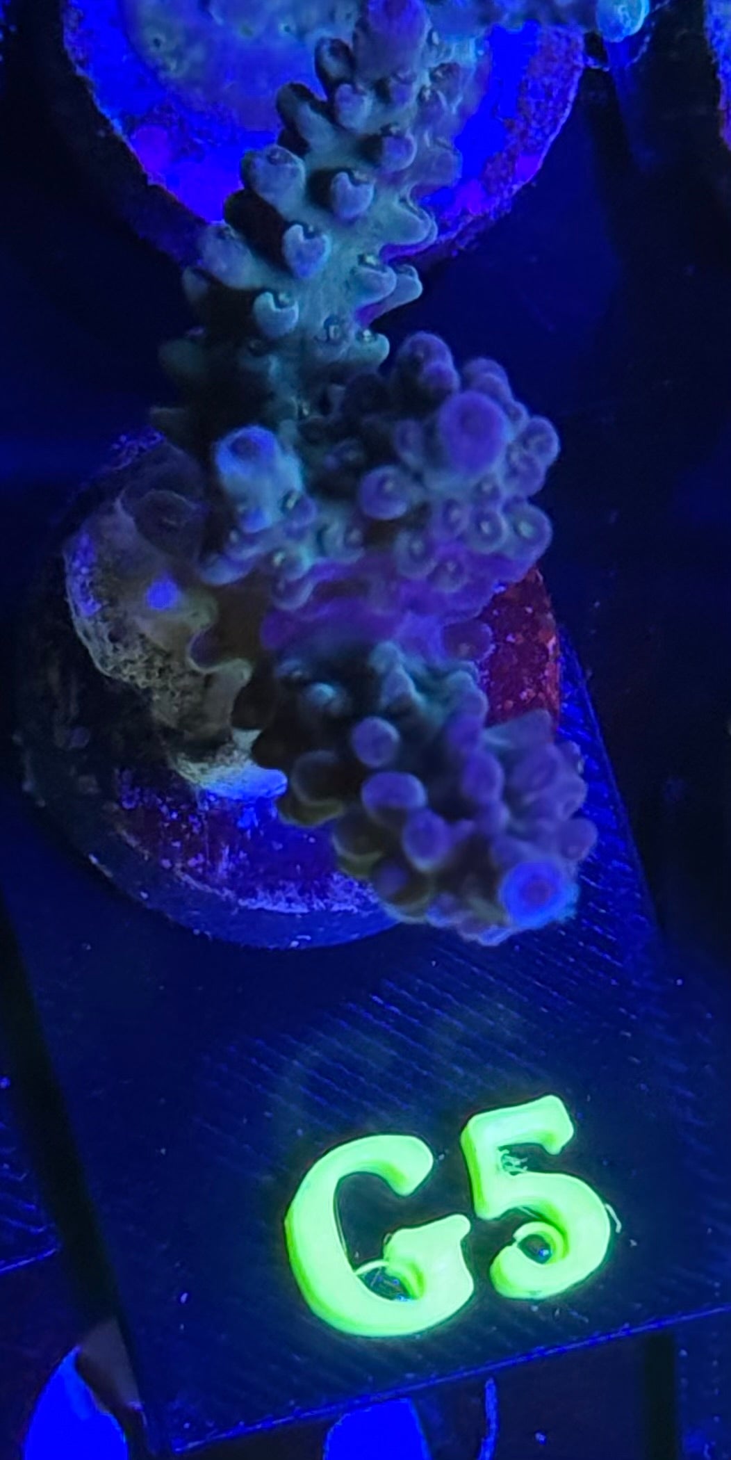 G05