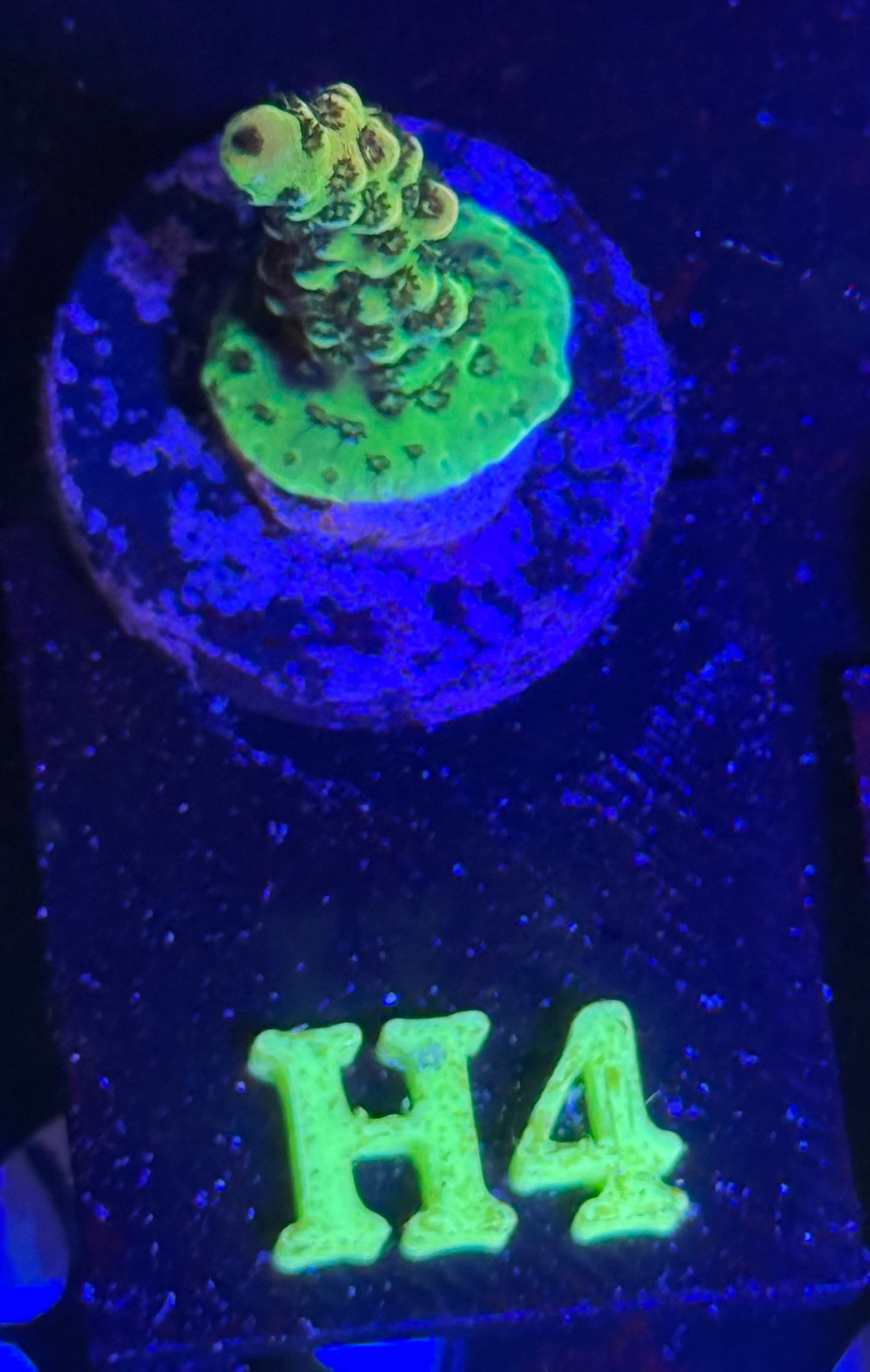 H04