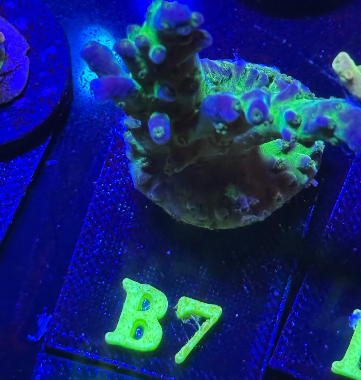 B07
