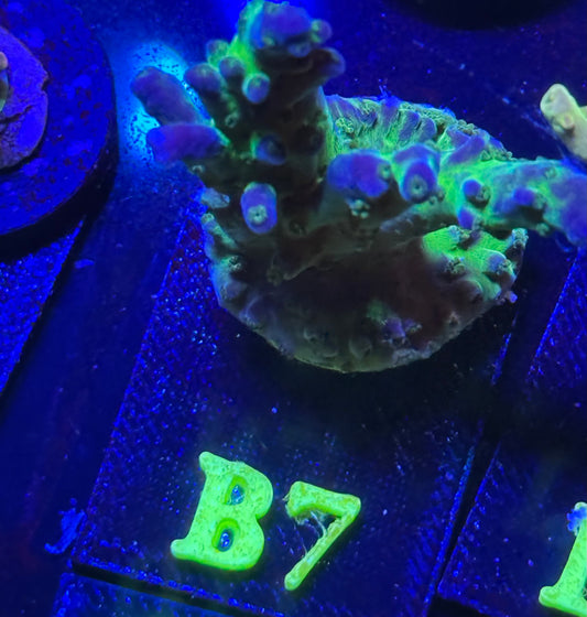 B07