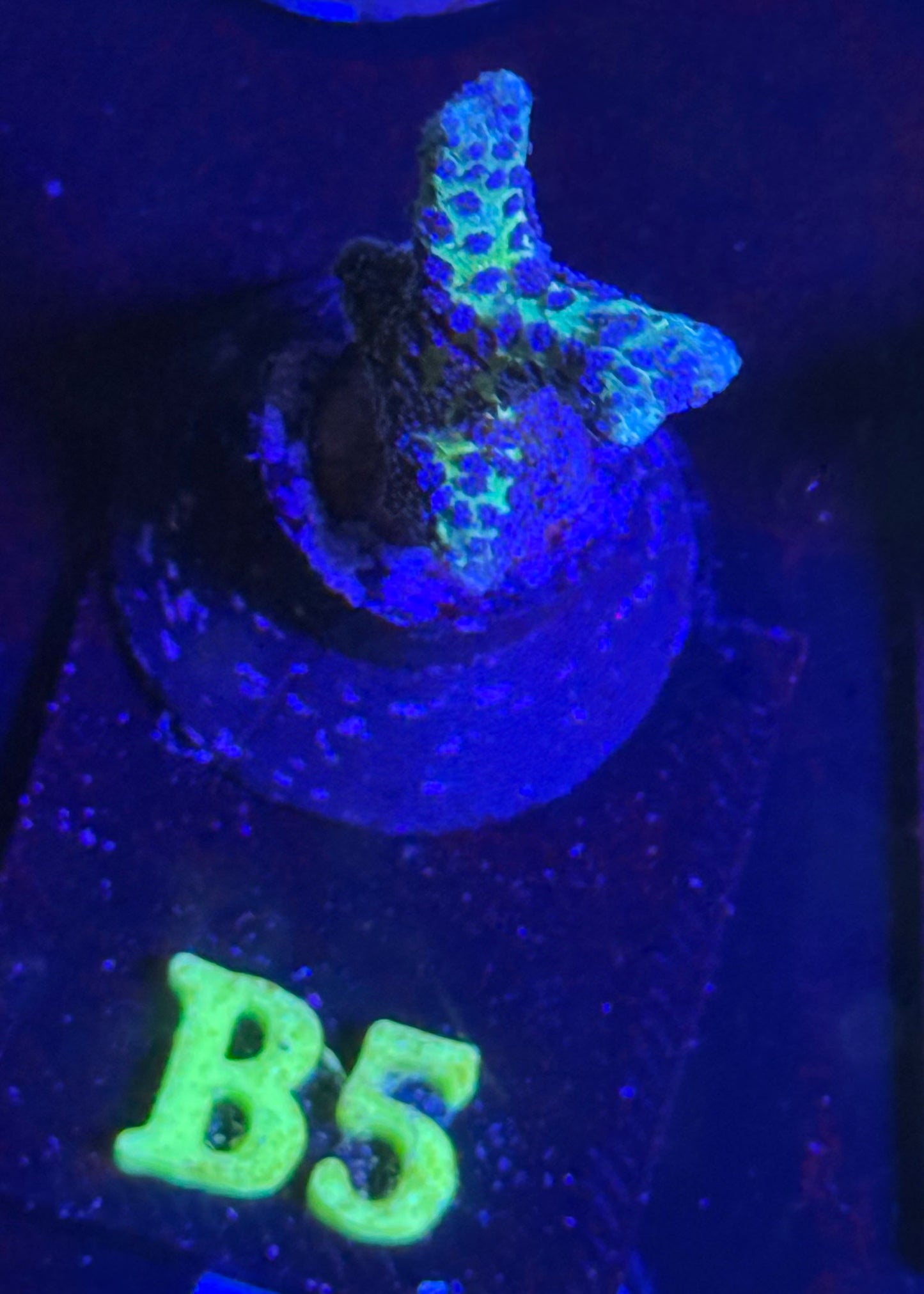 B05