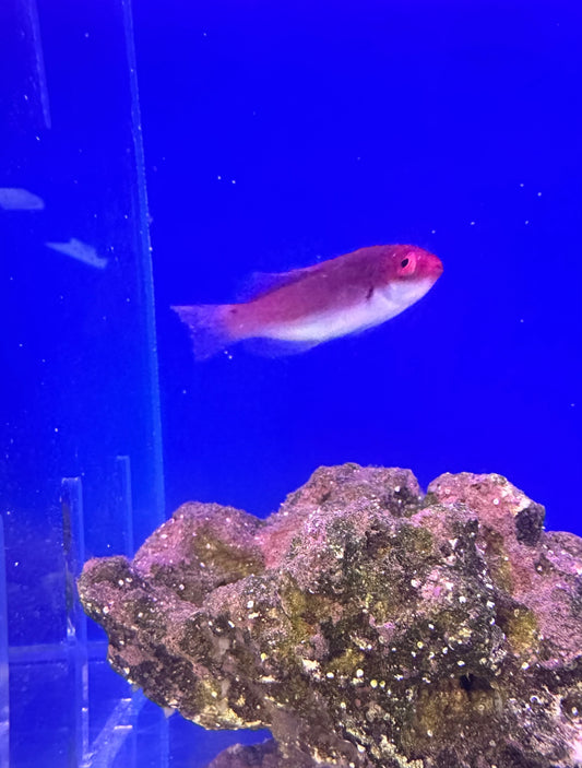 Wrasse, Blue Side Cyanopleura
