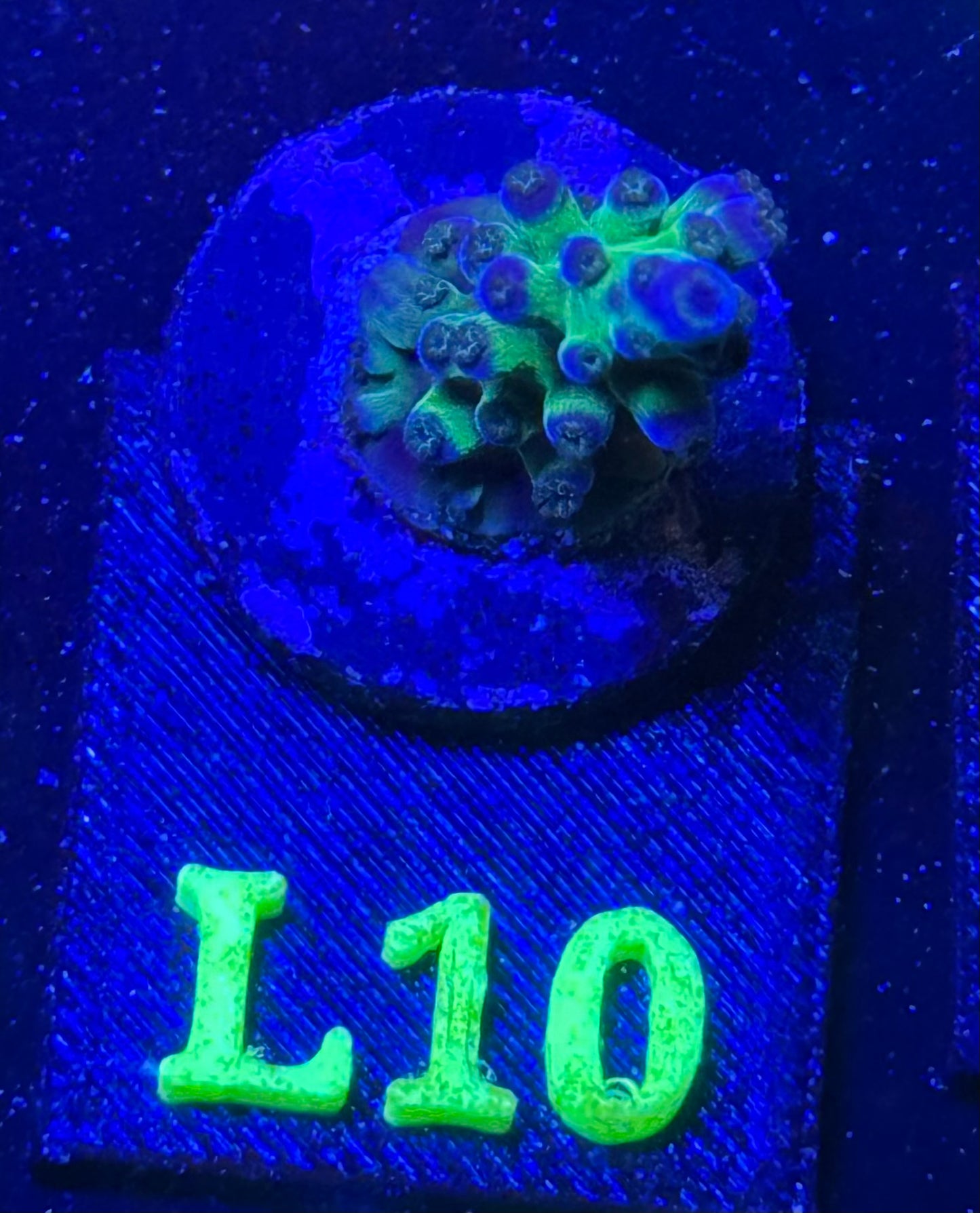 L10