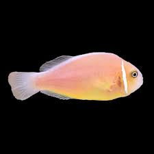 Clownfish, Skunk Pink