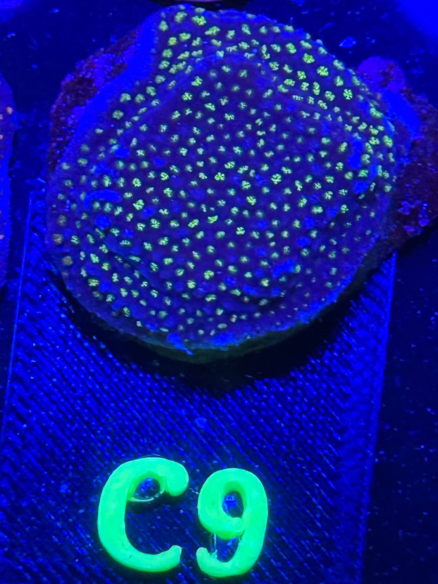 C09