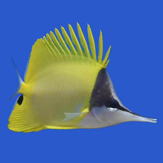 Butterflyfish, Longnose
