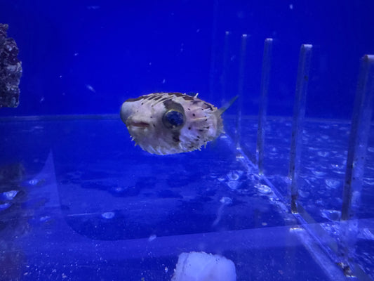 Pufferfish, Porcupine