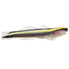 Goby, Sharknose