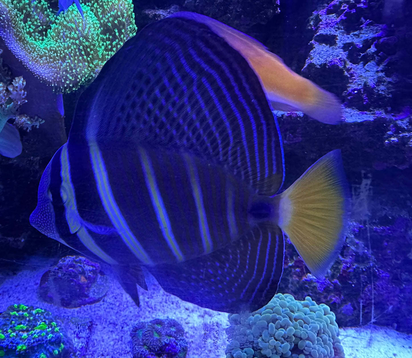 Sailfin Tang - large