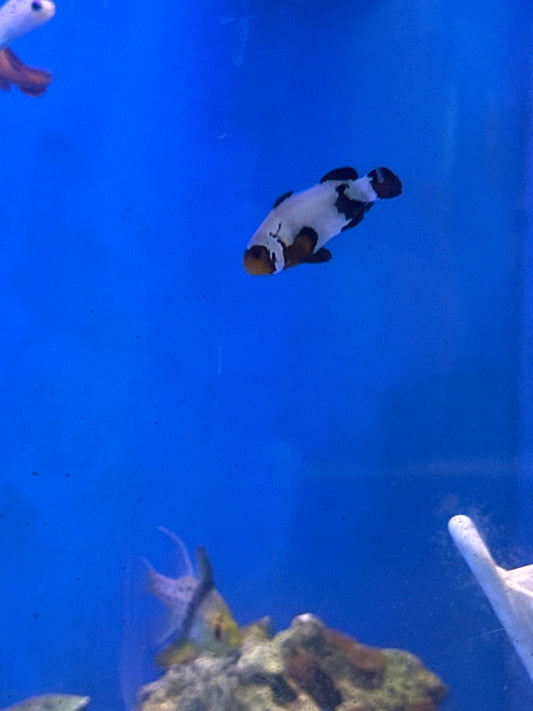 Clownfish, Wyoming White