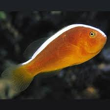 Clownfish, Skunk Orange