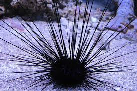 Urchin, Long Spine