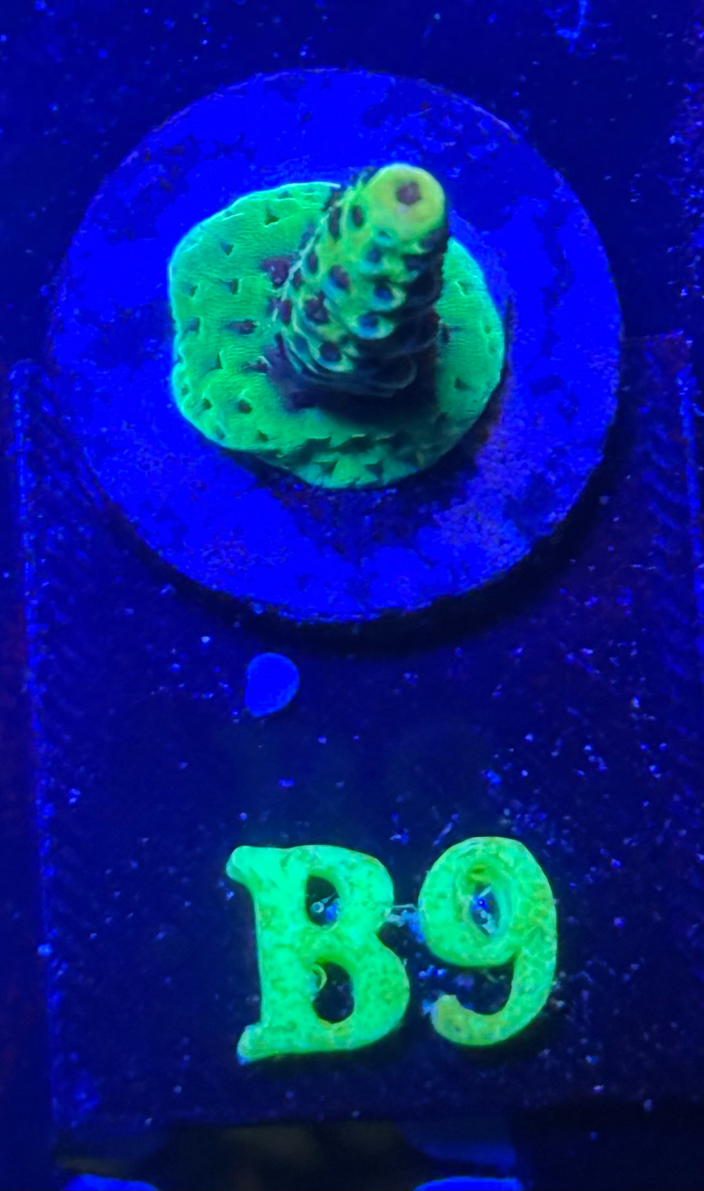 B09