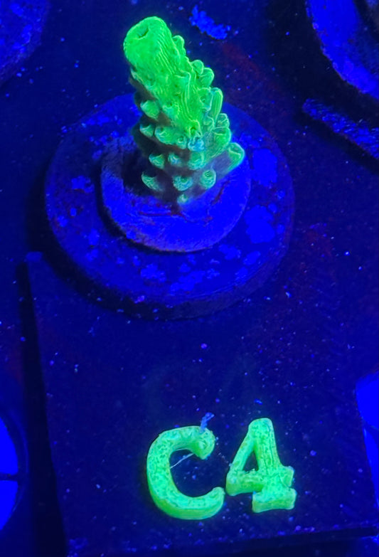 C04